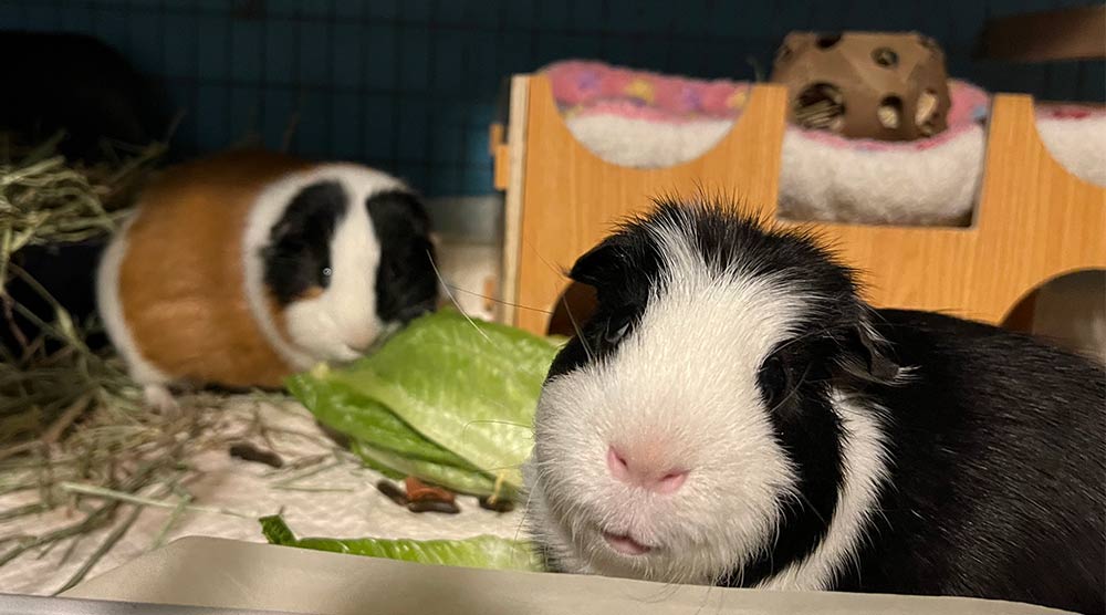 Brucie and Bilbo