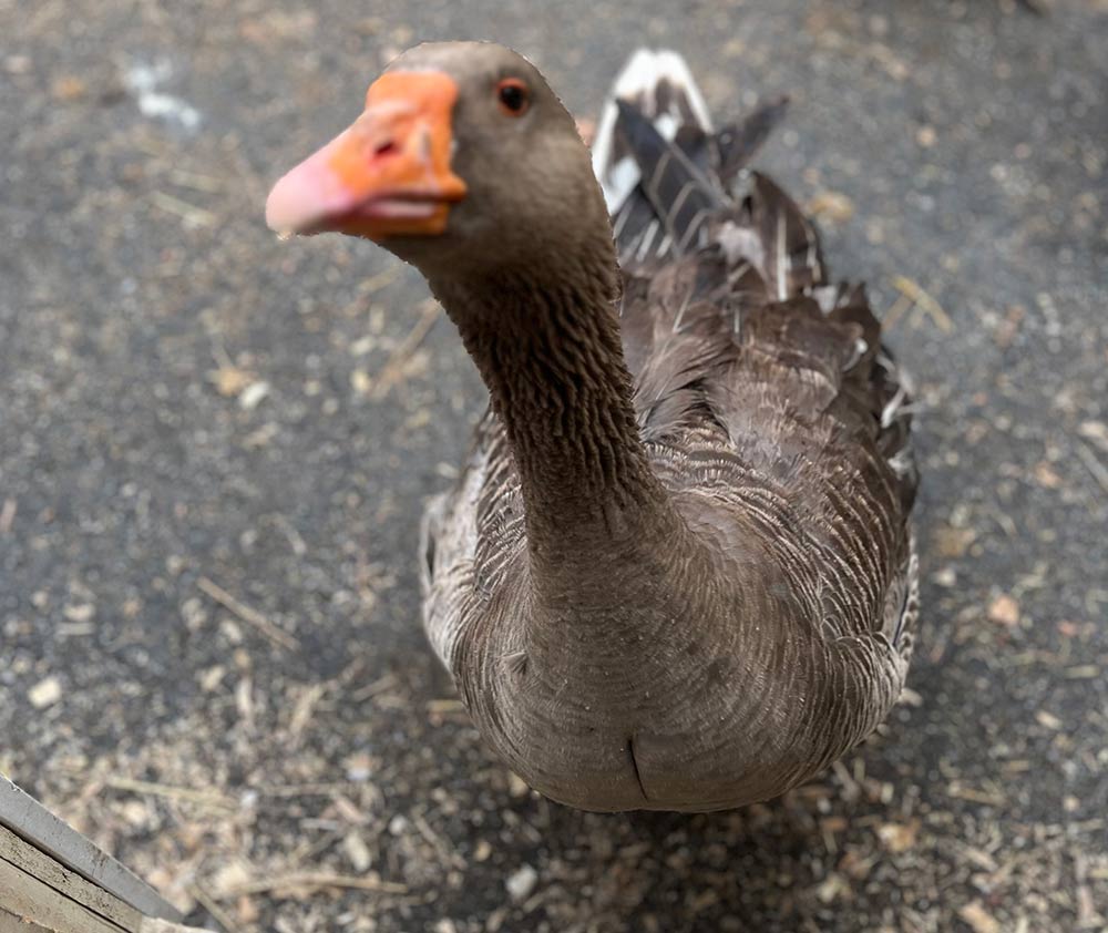 Louie